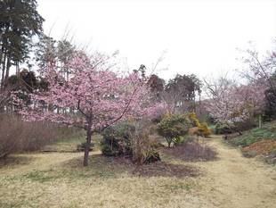 お花見できます