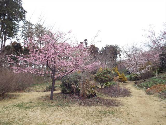 お花見できますの写真