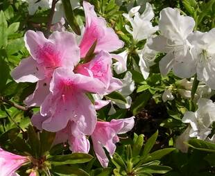 つつじ祭り始まりました！