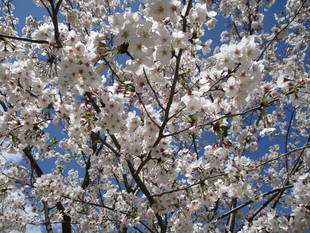 俣野別邸庭園の桜と草花　4月12日