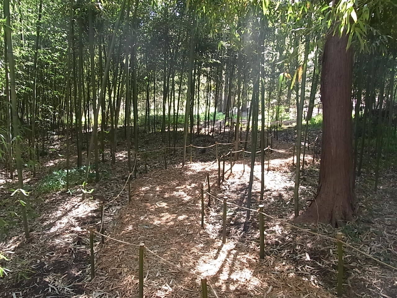 竹林の園路が整備されました 4月13日の写真