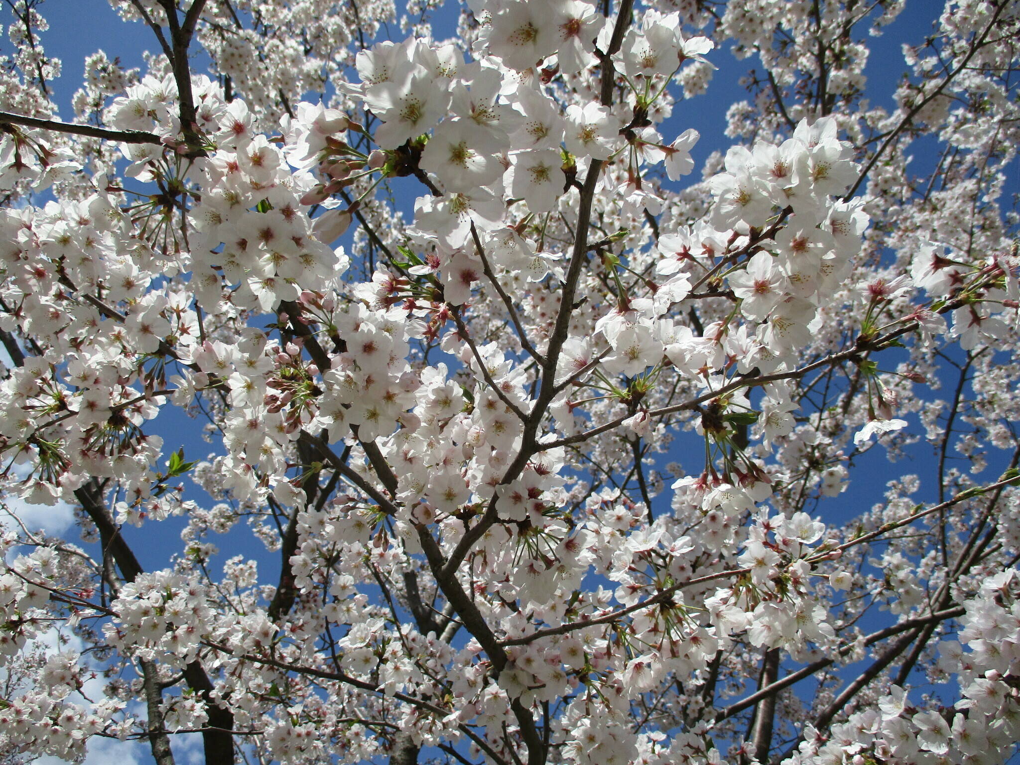 俣野別邸庭園の桜と草花 4月20日の写真