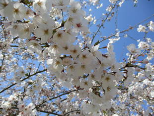 俣野別邸庭園の桜　4月5日