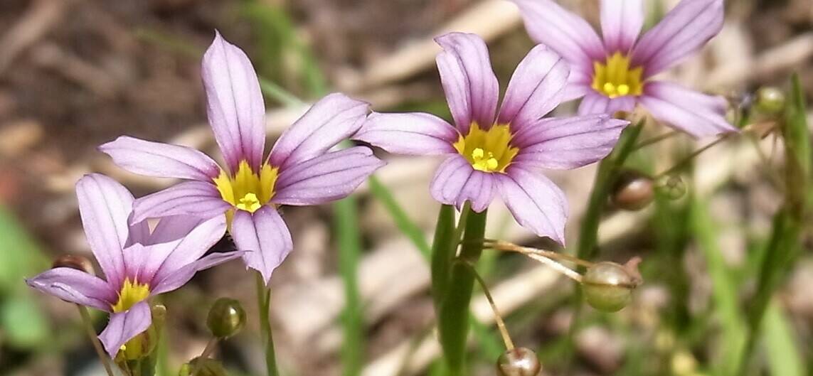 小さくて可憐な草花たち Vol.1の写真