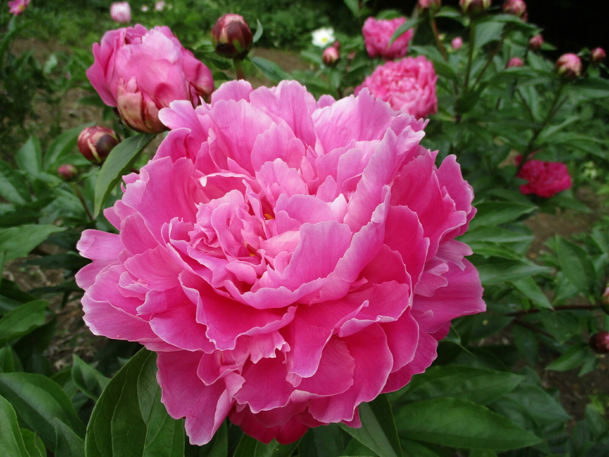 見頃の草花たちの写真