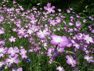 まだある見頃の草花たち