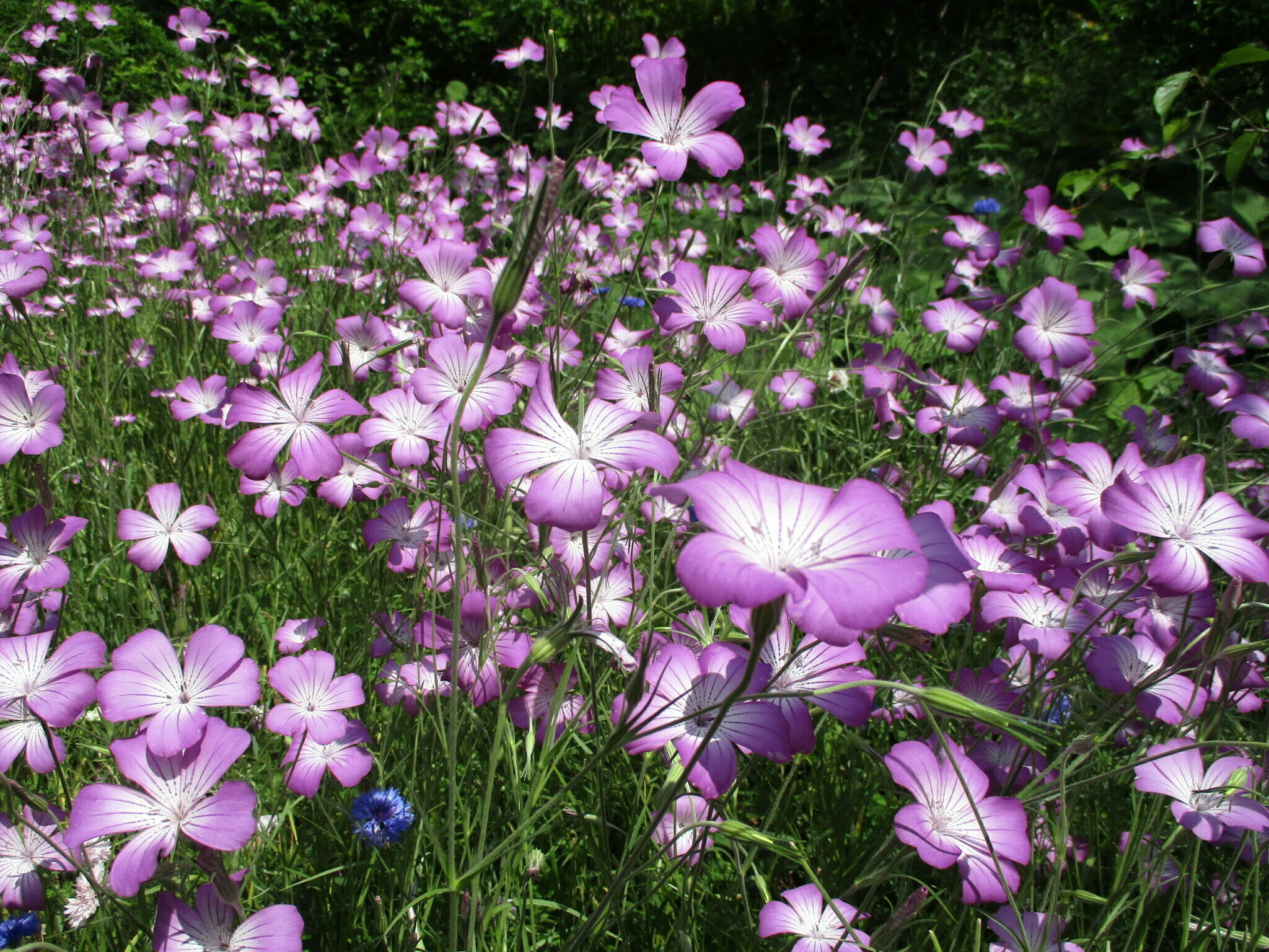 まだある見頃の草花たちの写真