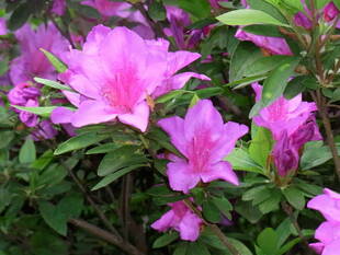 つつじ祭り後半戦！