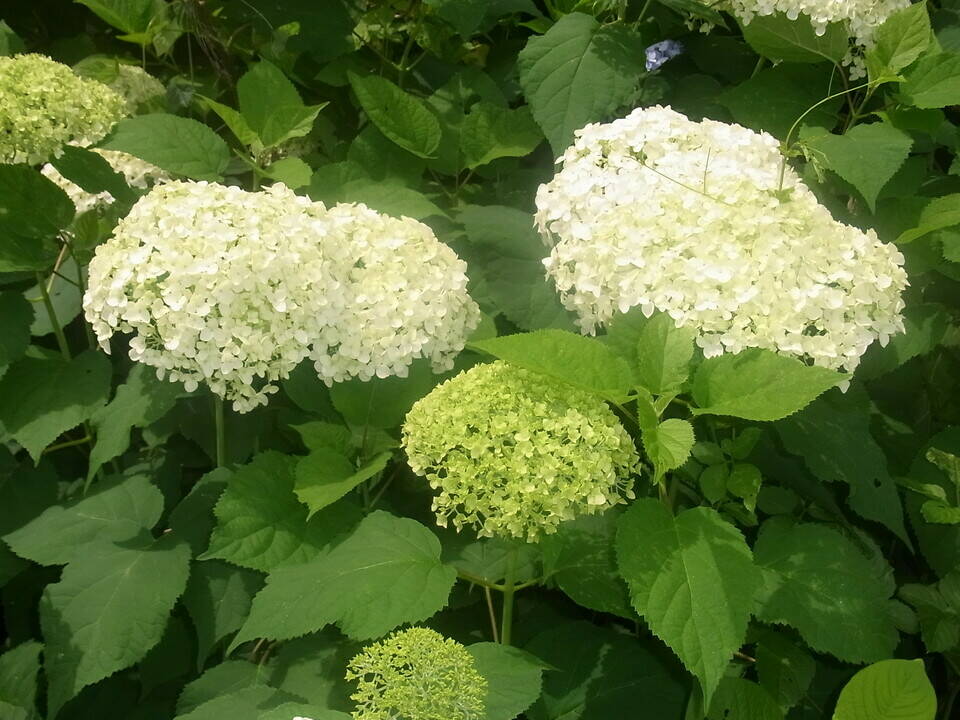あじさいの頃...その3の写真