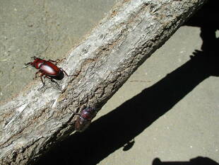 俣野別邸庭園で見られる昆虫たち