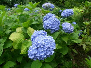 あじさいの頃...