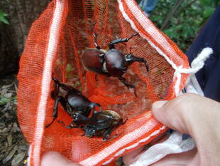 俣野別邸庭園の昆虫
