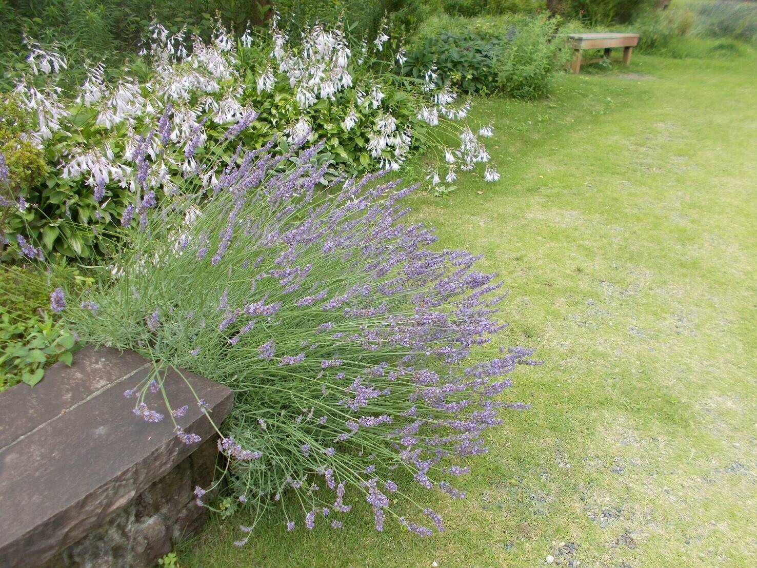 小さくて可憐な草花たち Vol.2の写真
