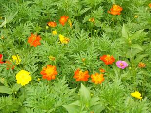 キバナコスモスが見頃です。