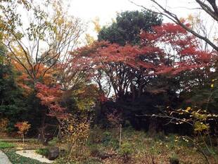 もみじ祭り開催中！