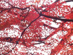 もみじ祭り始まりました＼(^o^)／　～12/15まで