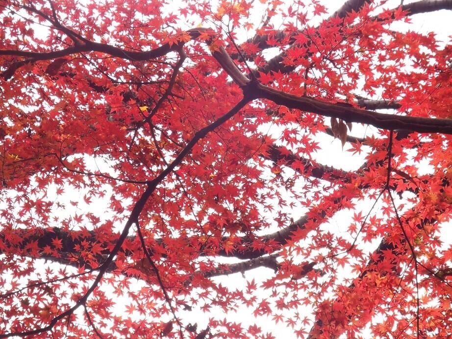 もみじ祭り始まりました\(^o^)/ ~12/15までの写真