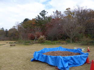 落ち葉プールで遊ぼう！＼(^o^)／