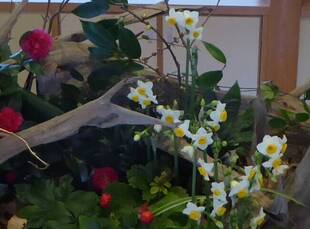 日本ガーデンデザイン専門学校生による卒業作品展示中（～1/10まで）