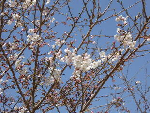 桜開花情報2020（3月26日）