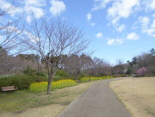 【俣野別邸庭園】桜開花情報2020（3月12日）