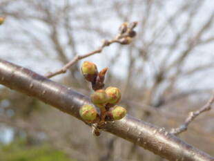 桜開花情報2020（3月17日）