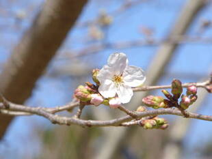 桜開花情報2020（3月20日）