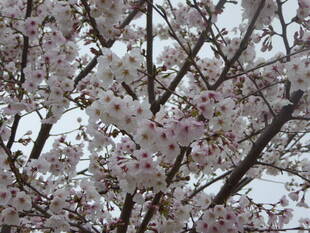 桜開花情報2020（3月31日）