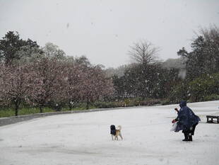 桜開花情報2020（3月29日）