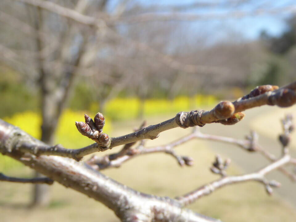 【俣野別邸庭園】桜開花情報2020(3月6日)の写真