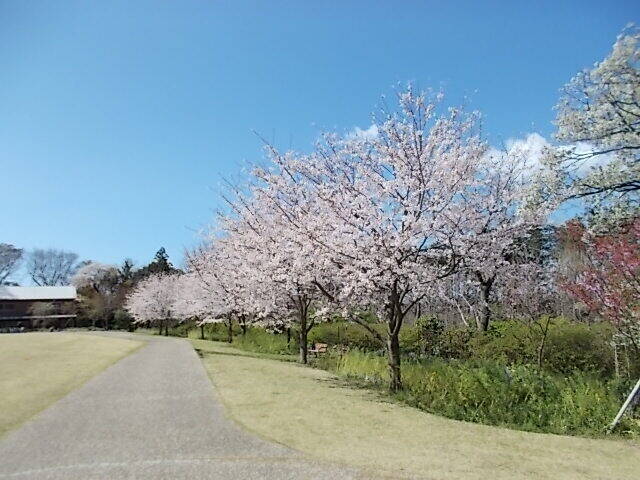 俣野別邸庭園の桜と春の花々(4月2日)の写真