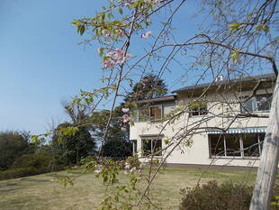俣野別邸庭園の桜と春の花々(4月3日)