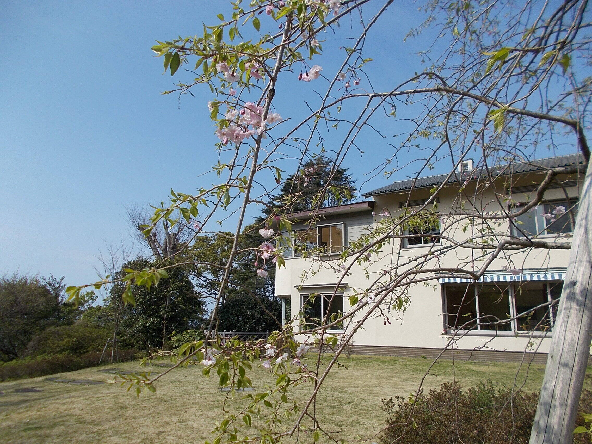俣野別邸庭園の桜と春の花々(4月3日)の写真