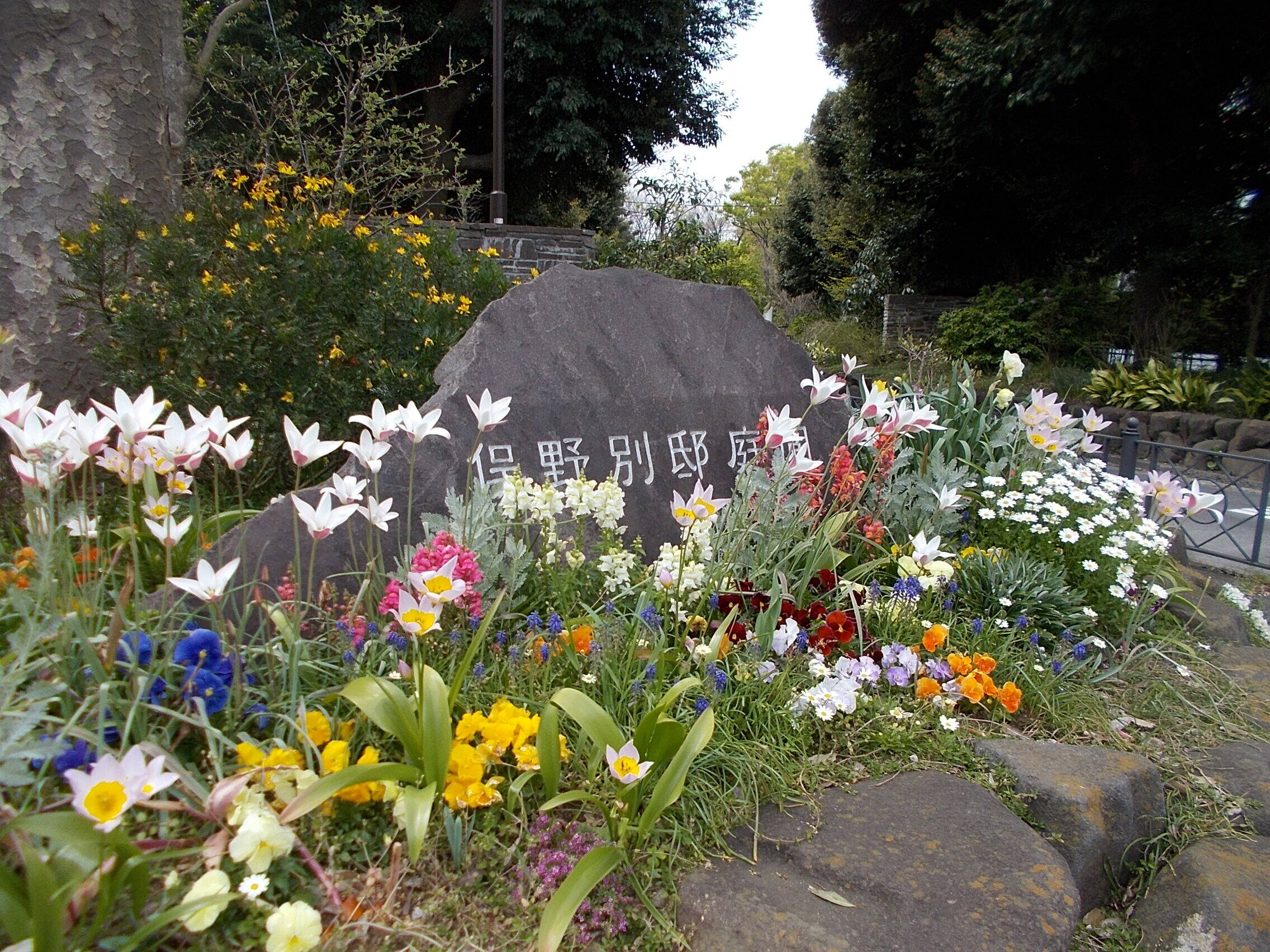 俣野別邸庭園の桜と春の花々(4月7日)の写真