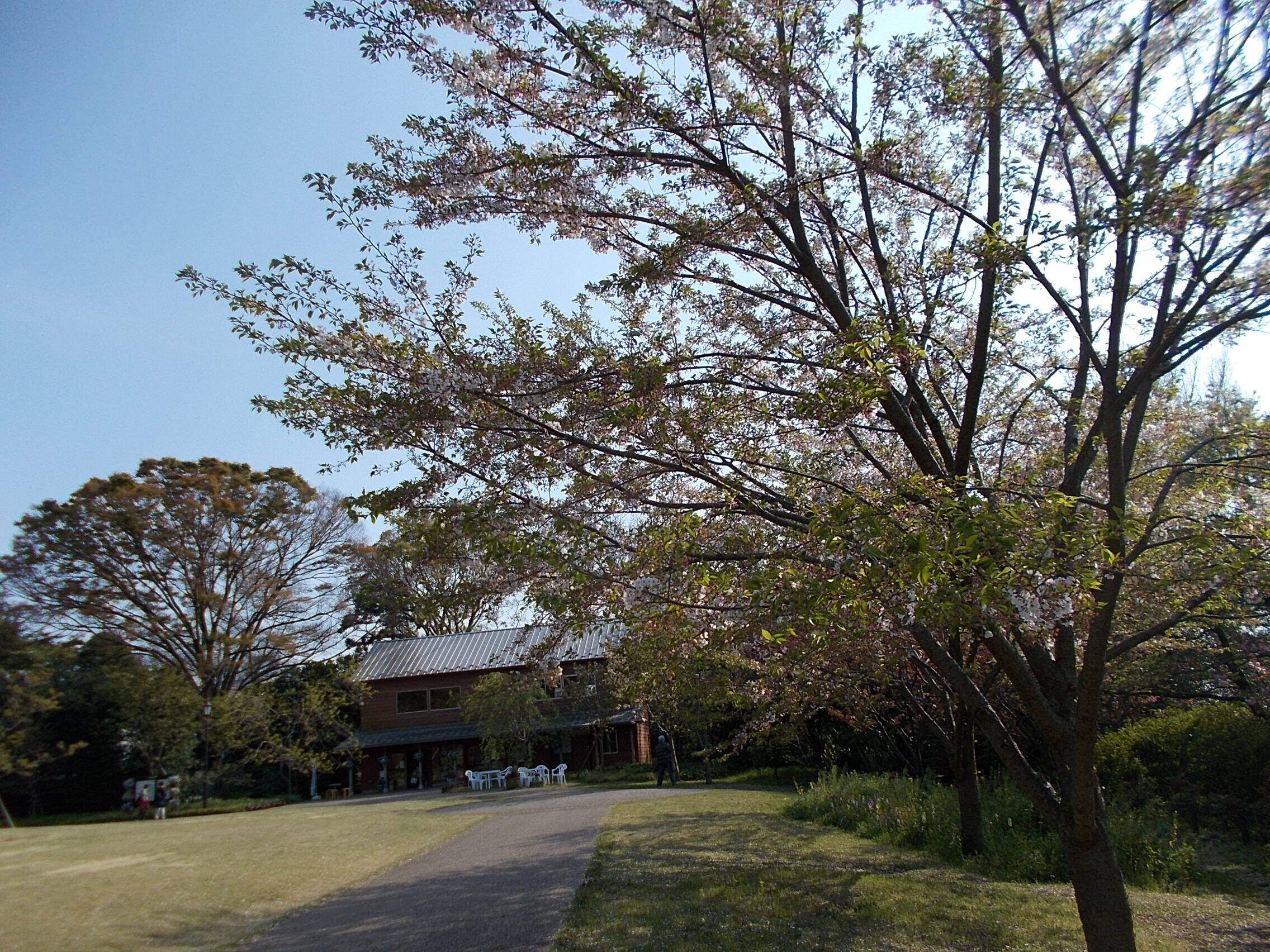 俣野別邸庭園の桜と春の花々(4月9日)の写真
