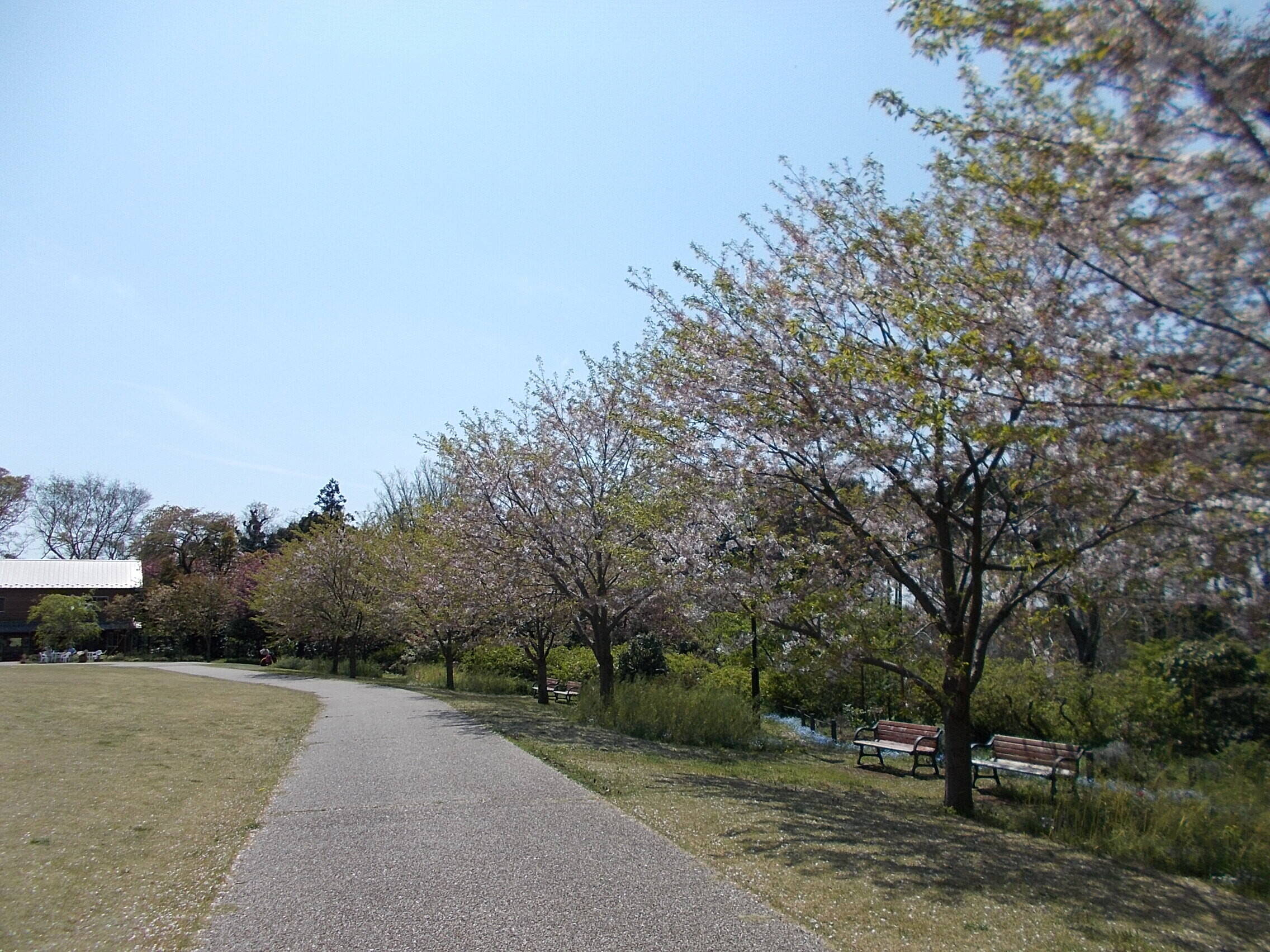 俣野別邸庭園の桜と春の花々(4月11日)の写真