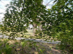 若葉萌ゆる季節へ