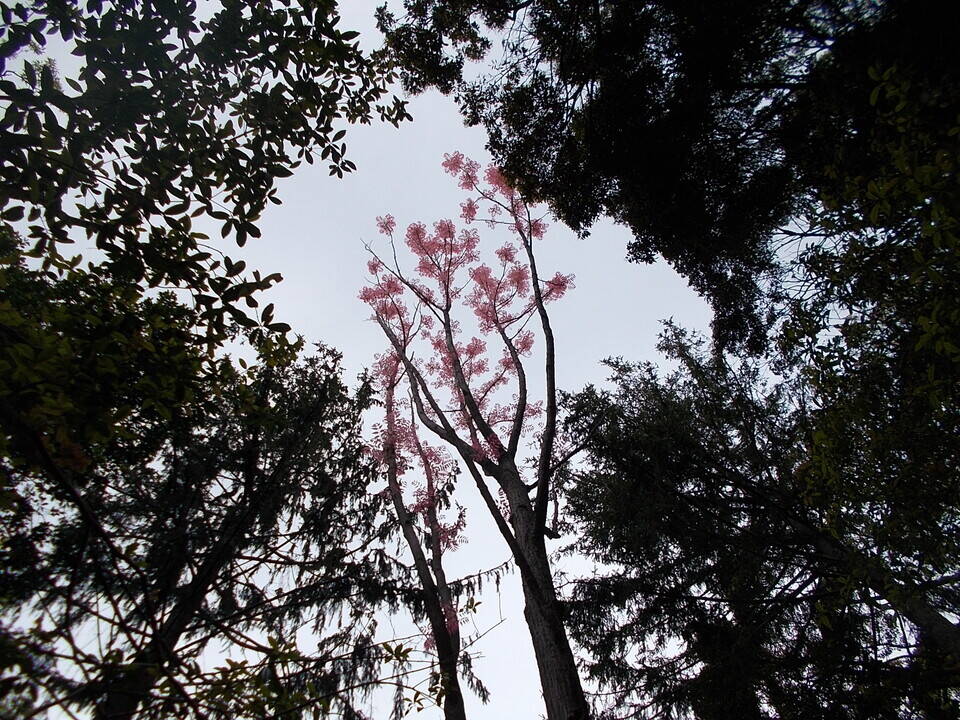雨あがりの春の日の写真