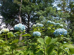 あじさいの季節 vol.1