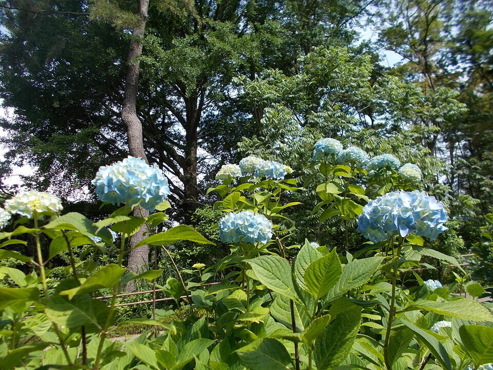 あじさいの季節 vol.1の写真