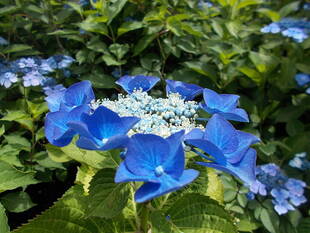 あじさいの季節vol.５