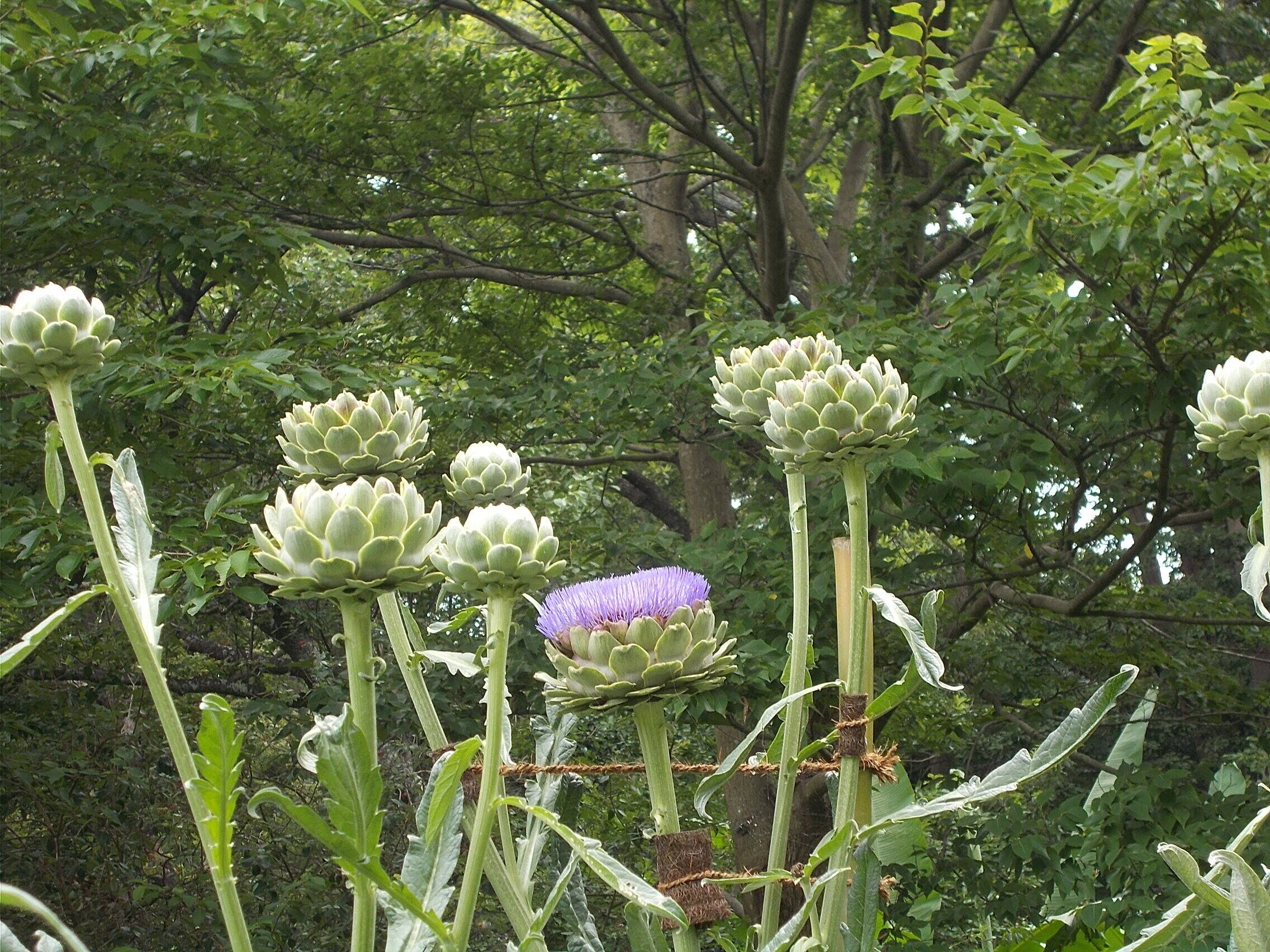 アーティチョークの花が咲きました。の写真