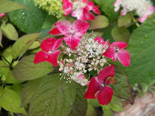 あじさいの季節vol.2