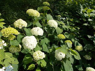 あじさいの季節vol.４