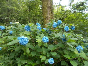 あじさいの季節vol.６