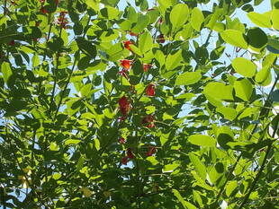 庭園の夏の花たち