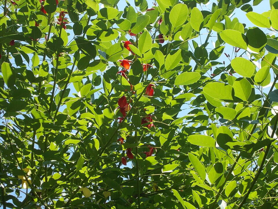 庭園の夏の花たちの写真