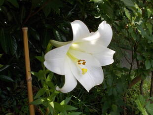 別邸のテッポウユリ