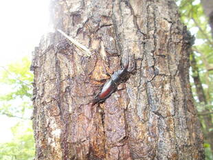 庭園の昆虫たちvol.1