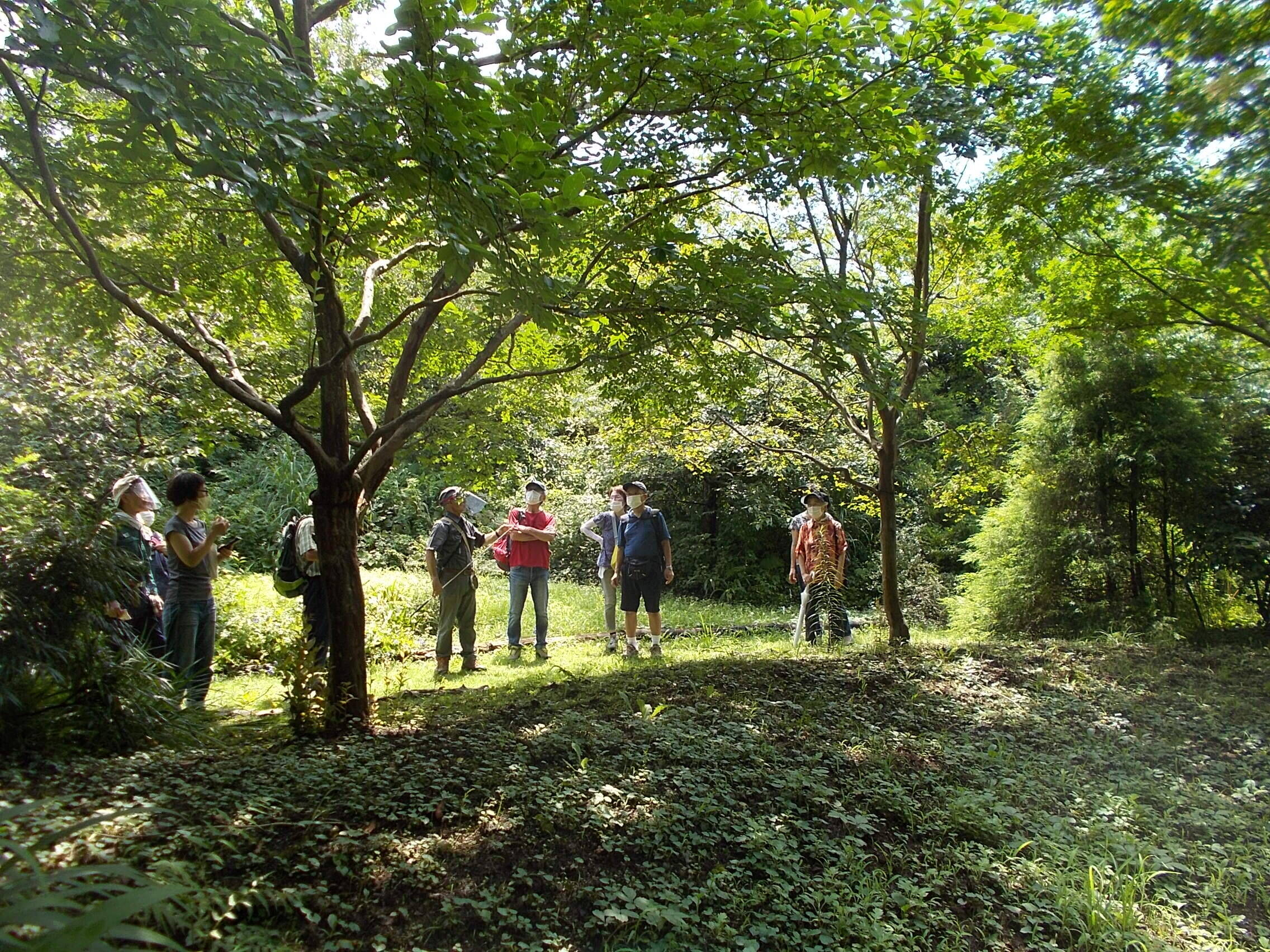 庭園散歩(7月26日)の写真